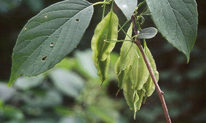 Two-winged Silverbell fruit on branch